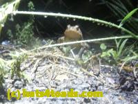 /home//u458753944/public_html/sourcegallery//Roxborough Toad Detour/2013-2019/2013/2013-05-19/P1120448.JPG